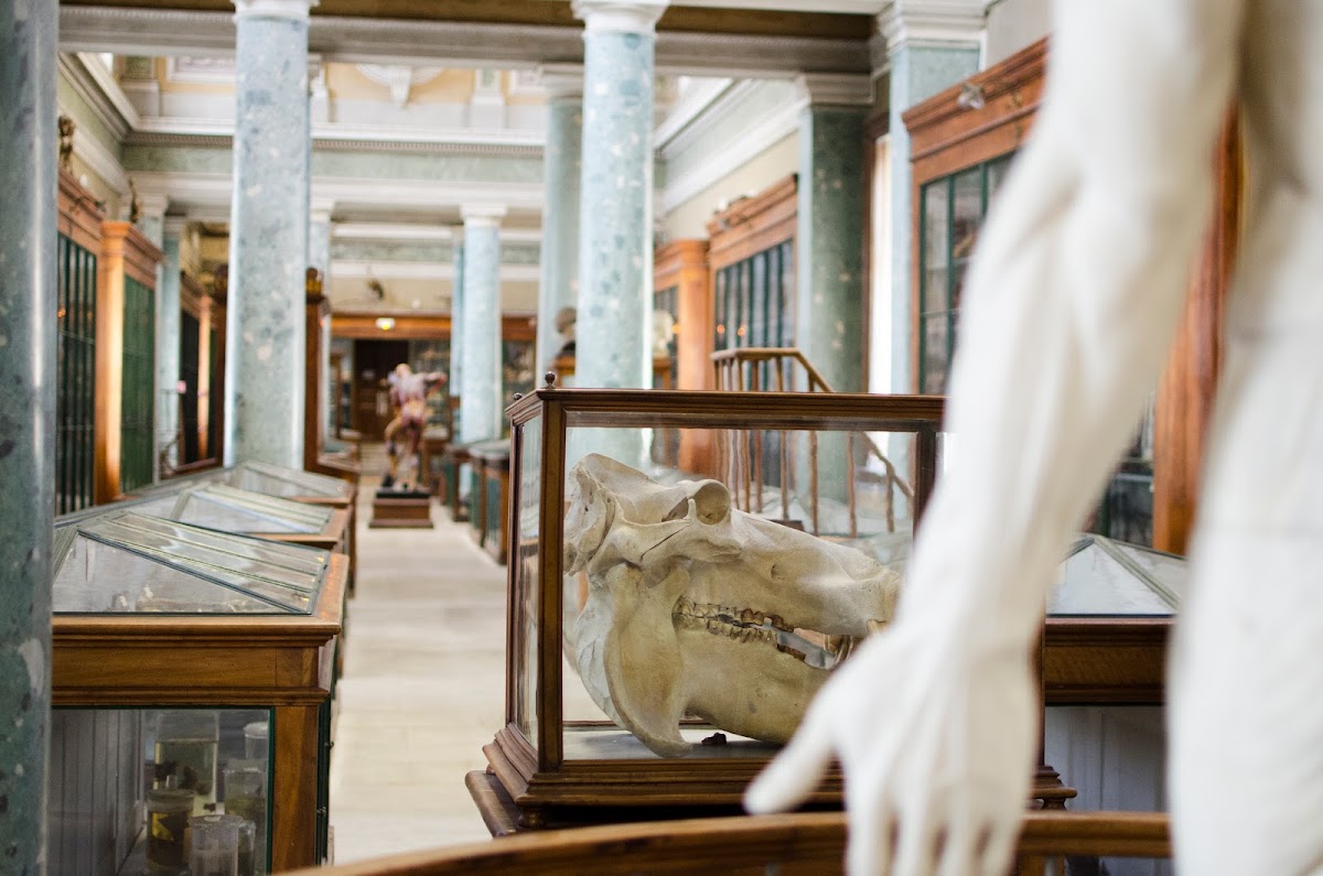 Musée et conservatoire d'anatomie