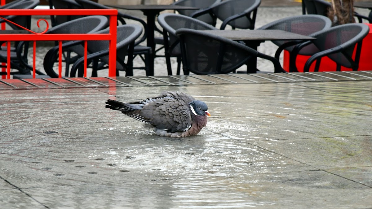 Fontaine le Carré d'eau
