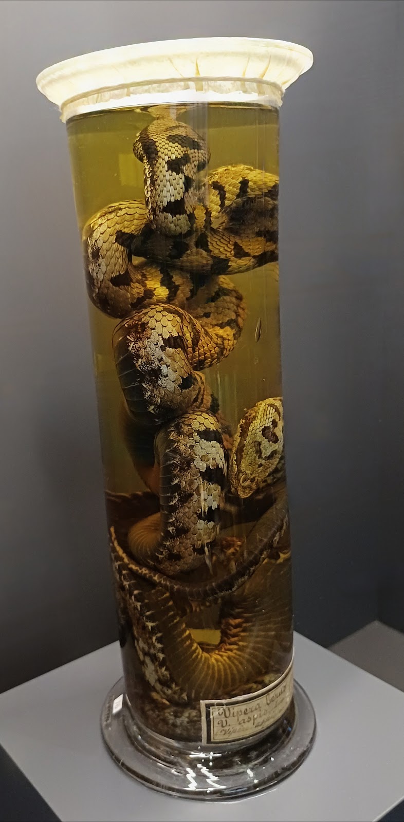 Musée de la Moselle