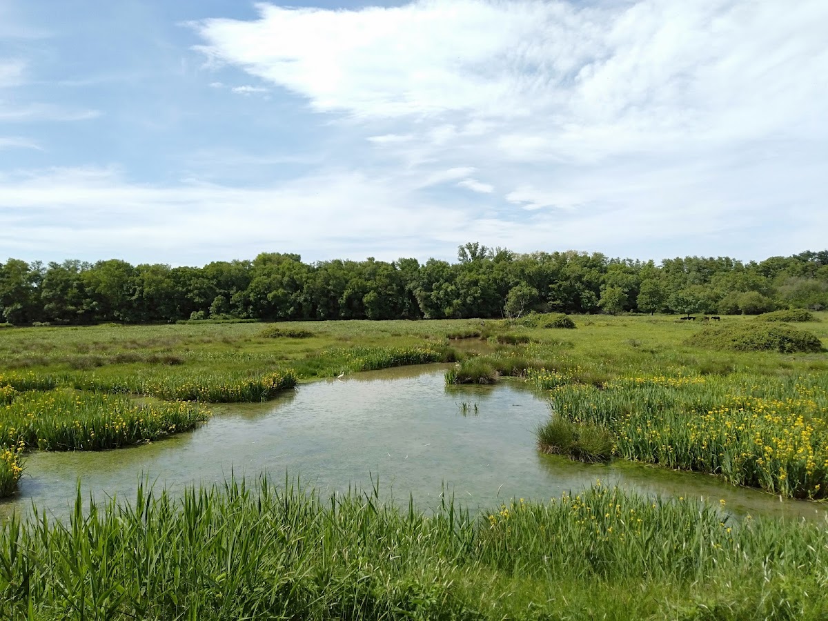Réserve Naturelle Nationale des Marais de Bruges