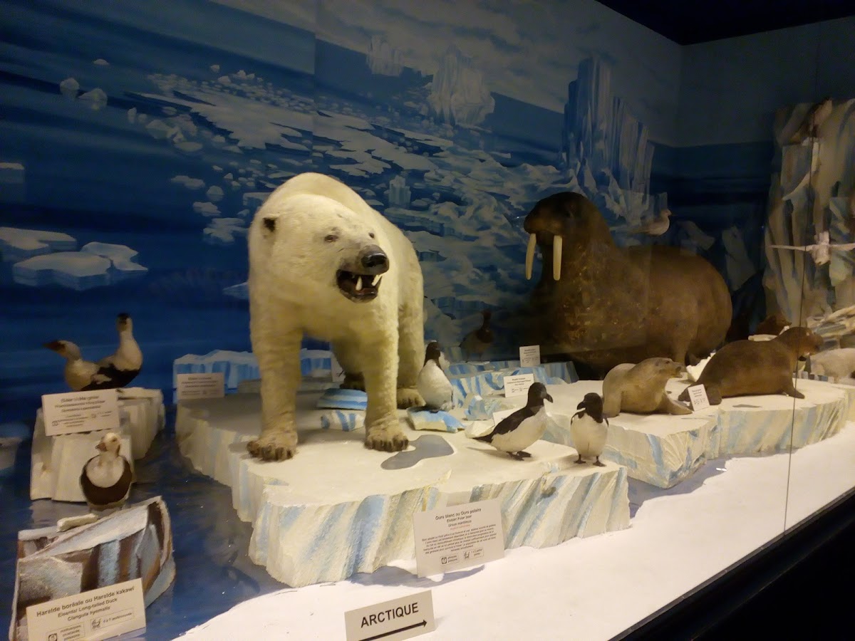 Strasbourg Zoological Museum