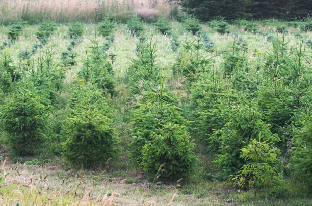 Quand planter un cèdre ? Fenêtres idéales par région et type de sol