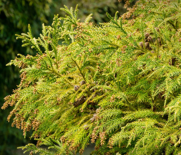 Éviter la chlorose et l’asphyxie : cèdres en sols calcaires ou compacts