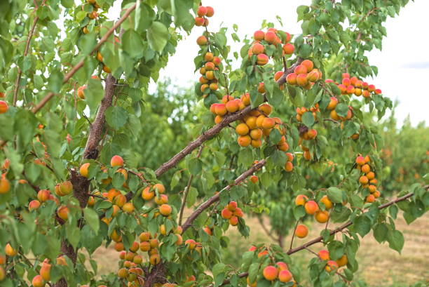 Pourquoi l’abricot français devient rare (et précieux)
