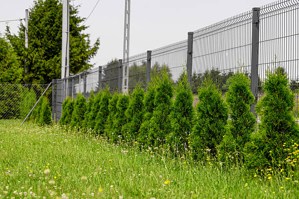 Arbustes de Haie Étroite pour Petit Jardin et Mitoyenneté