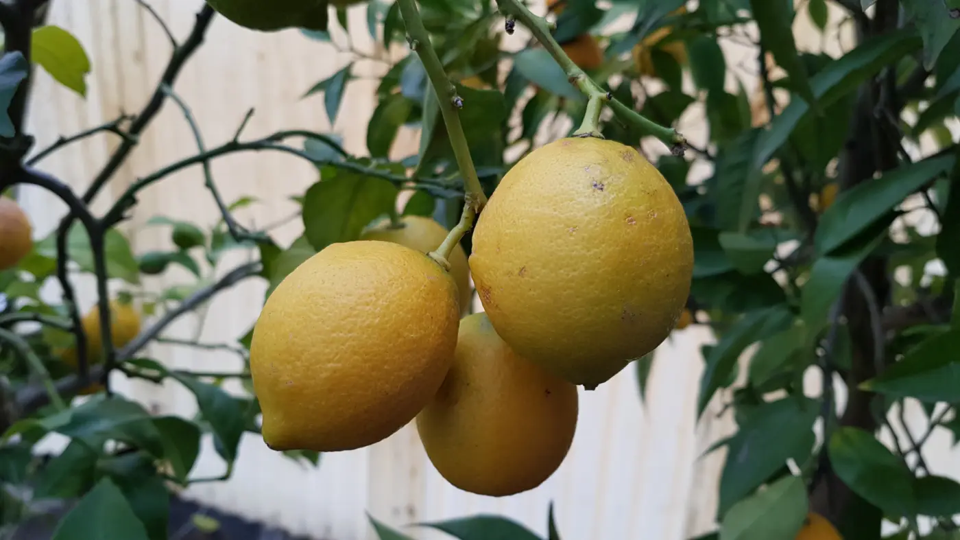 Citronnier en extérieur l’hiver : quelles variétés choisir selon votre région ?