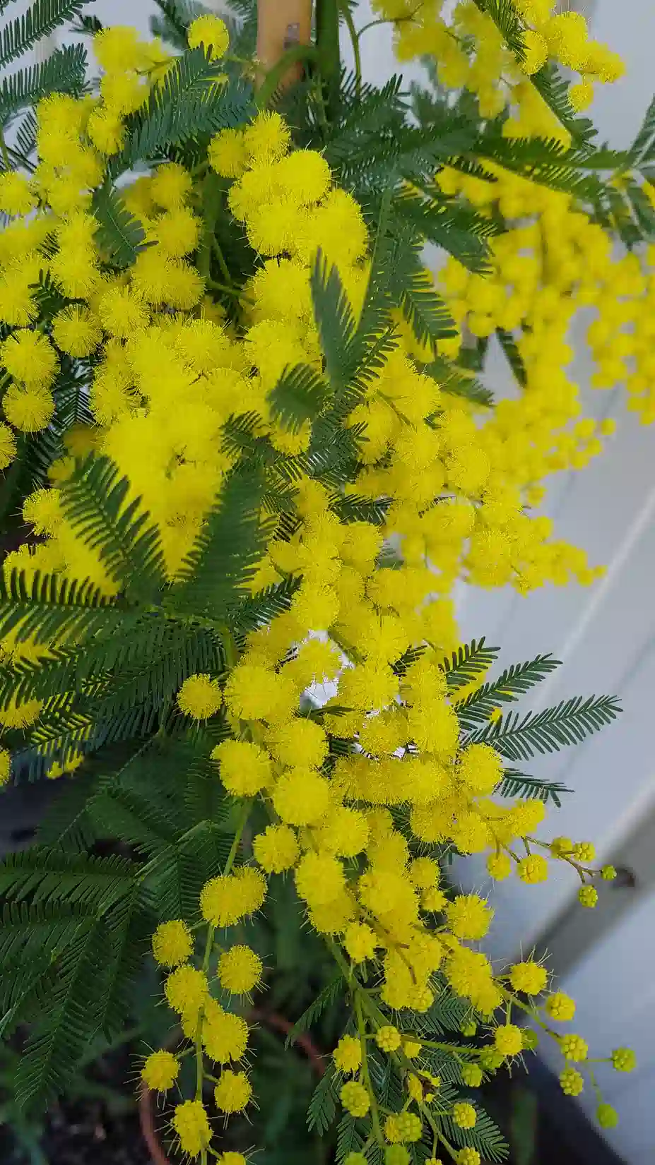 Quel mimosa choisir sans mauvaise surprise ?